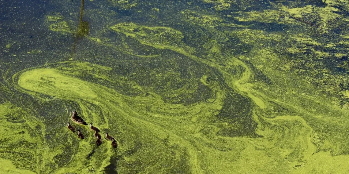 Nitrats contaminen aigües: La ramaderia i l'agricultura industrial en el punt de mira