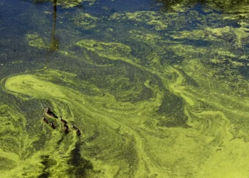 Nitrats contaminen aigües: La ramaderia i l'agricultura industrial en el punt de mira