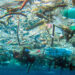 L'escalfament dels oceans i la contaminació per plàstics
