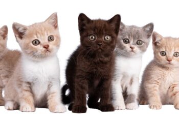 Dia Internacional del Gat 2024: Celebrem els nostres entranyables felins domèstics