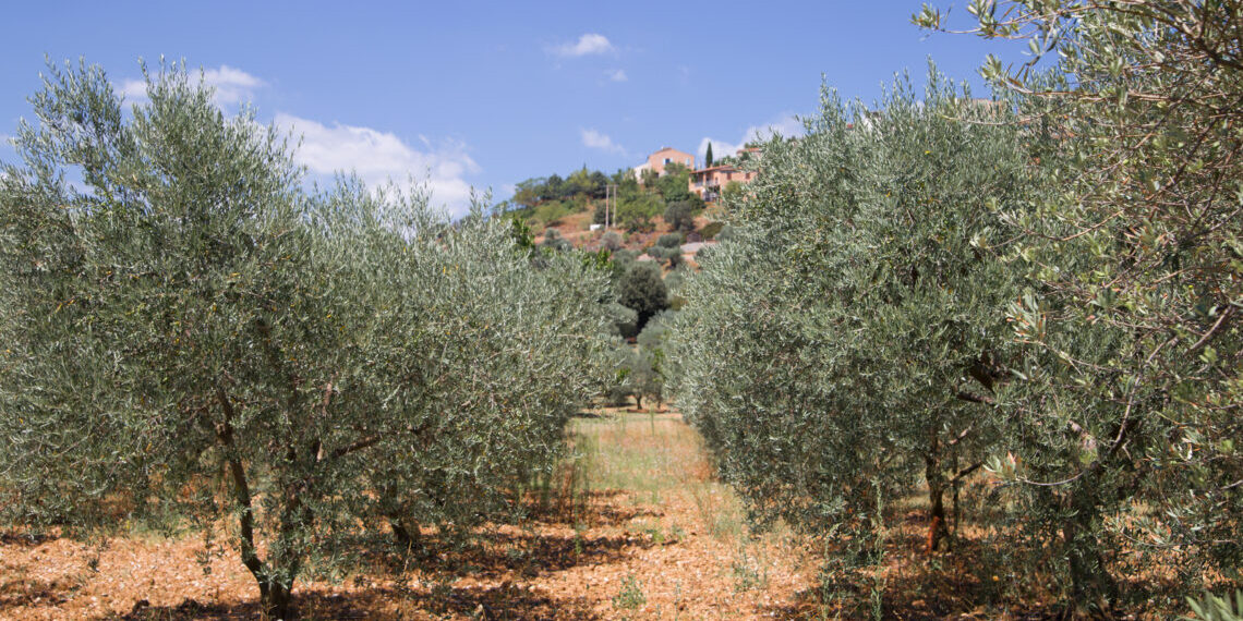 Primer balanç del projecte per millorar la rendibilitat de l’olivera amb poda mecanitzada