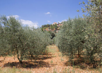 Primer balanç del projecte per millorar la rendibilitat de l’olivera amb poda mecanitzada
