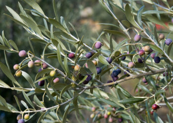 L'olivera és clau per a la biodiversitat a Europa