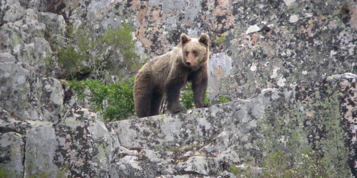 La població d'ossos creix a Catalunya i augmenten les interaccions amb els humans