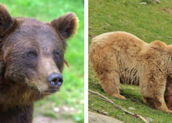 La IA agilitzarà el seguiment de la fauna al Pirineu