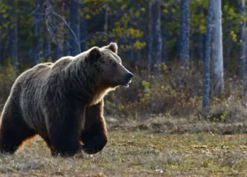 La població d'ós bru als Pirineus supera els 90 exemplars el 2024