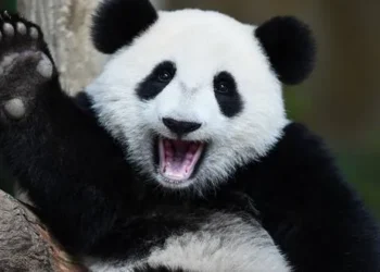 Xina enviarà a Espanya una nova parella d'ós Panda