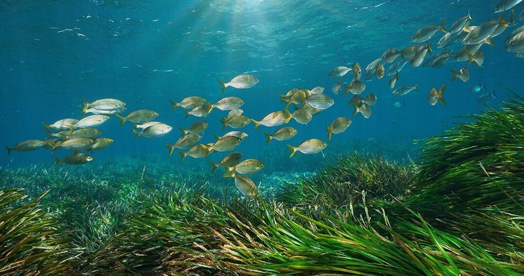 Ecosistemes marins d'Espanya: Desprotegits malgrat els compromisos