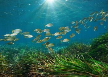 Ecosistemes marins d'Espanya: Desprotegits malgrat els compromisos