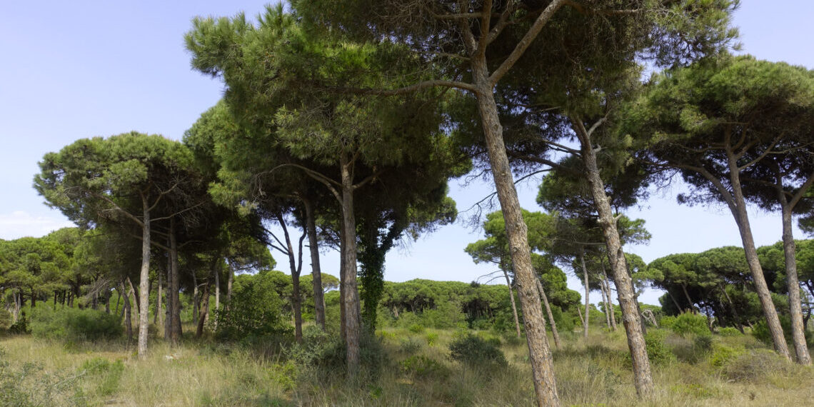 Escàndol a Gavà: una empresa de 3.000€ impulsa la destrucció d'una pineda clau