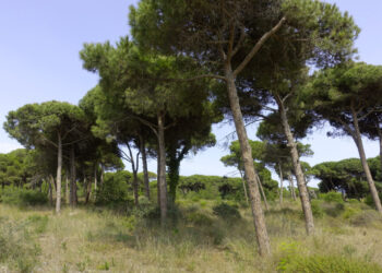 Escàndol a Gavà: una empresa de 3.000€ impulsa la destrucció d'una pineda clau