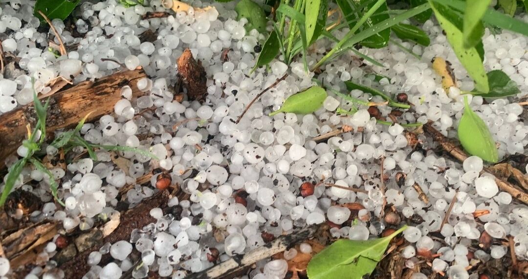 Greus pedregades destrueixen cultius a la plana de Lleida i Girona