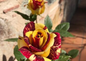 Roses catalanes i sostenibles per Sant Jordi