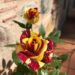 Roses catalanes i sostenibles per Sant Jordi