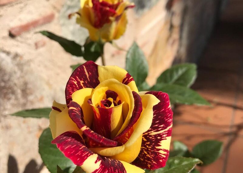 Roses catalanes i sostenibles per Sant Jordi