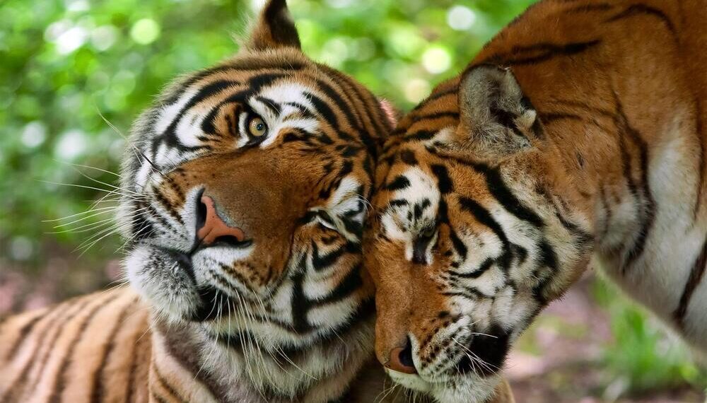 Alarma mundial: Queden menys de 4.000 Tigres
