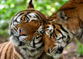 Alarma mundial: Queden menys de 4.000 Tigres