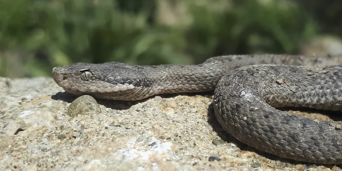 Serps verinoses a Catalunya: què cal saber per evitar riscos i tractar les picades