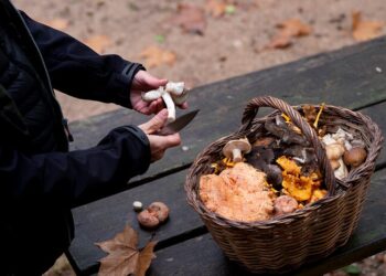 Descobreix rutes de bolets a Catalunya: Una aventura natural