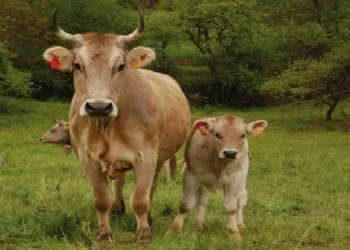 Carn de qualitat: Vaca Bruna dels Pirineus