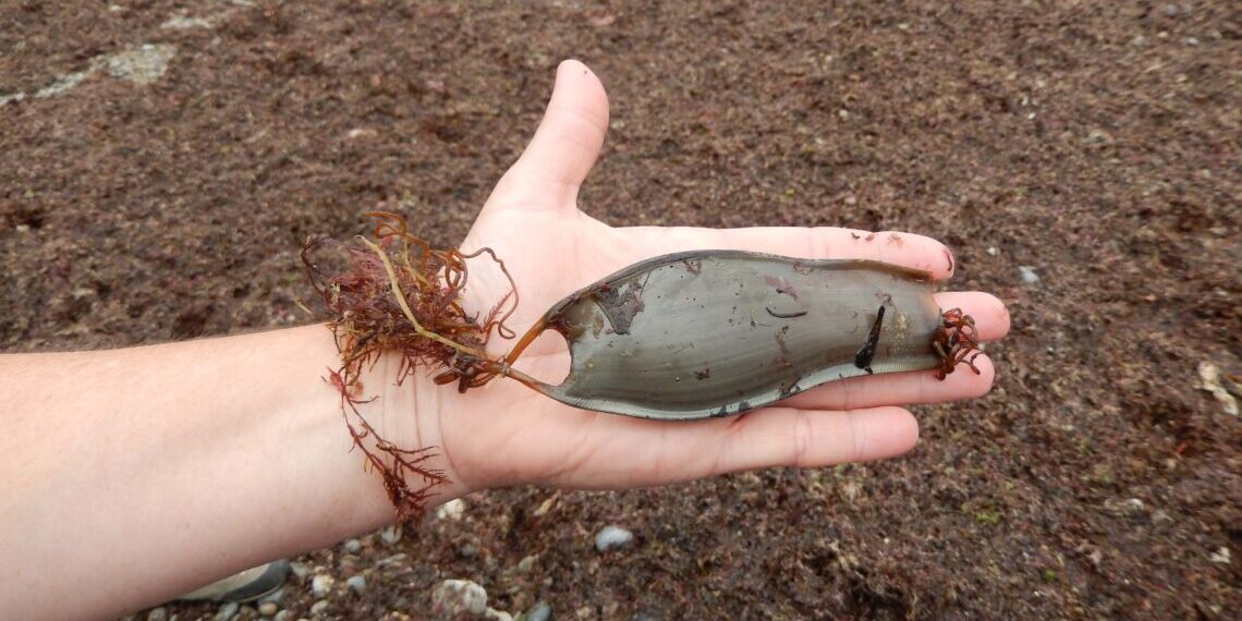 Científics de l'IEO utilitzen la xarxa social X per monitoritzar la biodiversitat costanera
