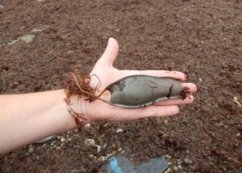 Científics de l'IEO utilitzen la xarxa social X per monitoritzar la biodiversitat costanera